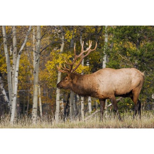 Bull Elk-autumn aspens